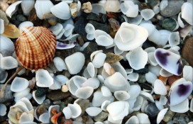 1157783561.jpg 1157783561.jpg