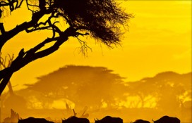 33033983585aba4cbfda.jpg 33033983585aba4cbfda.jpg