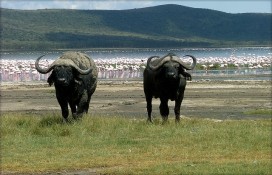 876b7_100298730eb999abbf0z.jpg 876b7_100298730eb999abbf0z.jpg