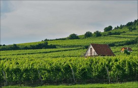 arttokaj.jpg arttokaj.jpg