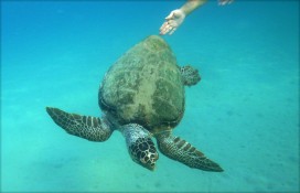 caretta-caretta-zakynthos-c.jpg caretta-caretta-zakynthos-c.jpg