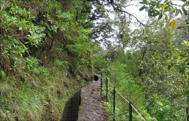 Левада в середине пути Левада в середине пути