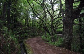 Левада в начале пути Левада в начале пути