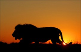 lev-300.jpg lev-300.jpg