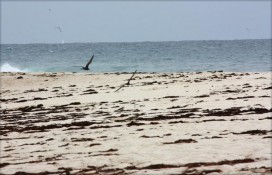 seishely-bereg-ptits-6404.jpg seishely-bereg-ptits-6404.jpg