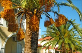 admiral-hotel-argasi-zakynthos-17.jpg admiral-hotel-argasi-zakynthos-17.jpg