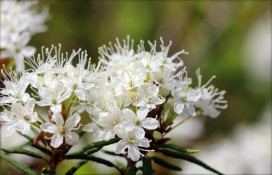 chalet61.jpg chalet61.jpg