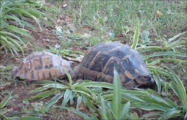 club-asteria-belek.jpg club-asteria-belek.jpg