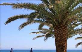 zakantha-2008-1231.jpg zakantha-2008-1231.jpg